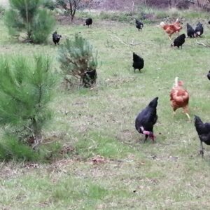 POULETS ET VOLAILLES