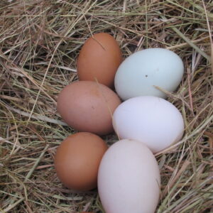 Oeufs Fermiers frais