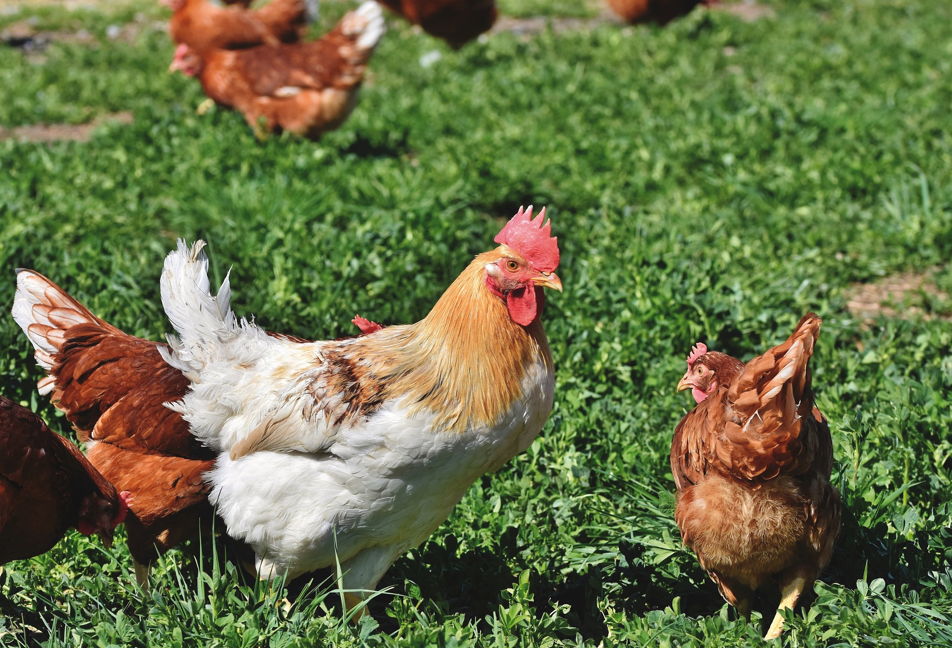 poulet